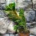 Kép 12/16 - Zamioculcas zamiifolia variegata