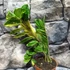 Kép 13/16 - Zamioculcas zamiifolia variegata