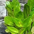 Kép 14/16 - Zamioculcas zamiifolia variegata