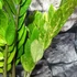 Kép 11/16 - Zamioculcas zamiifolia variegata