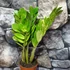 Kép 15/16 - Zamioculcas zamiifolia variegata