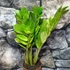 Kép 16/16 - Zamioculcas zamiifolia variegata