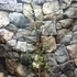 Kép 3/8 - Eucalyptus gunnii