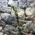 Kép 4/8 - Eucalyptus gunnii