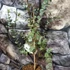 Kép 1/8 - Eucalyptus gunnii