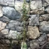 Kép 6/8 - Eucalyptus gunnii
