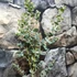 Kép 7/8 - Eucalyptus gunnii