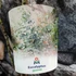 Kép 8/8 - Eucalyptus gunnii