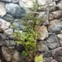 Kép 3/8 - Eucalyptus parvula