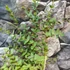 Kép 4/8 - Eucalyptus parvula