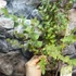 Kép 5/8 - Eucalyptus parvula