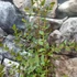 Kép 2/8 - Eucalyptus parvula