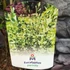 Kép 7/8 - Eucalyptus parvula
