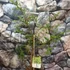 Kép 8/8 - Eucalyptus parvula