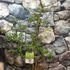 Kép 1/8 - Eucalyptus parvula