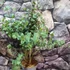 Kép 11/16 - Eucalyptus gunnii 'Blue Ice'
