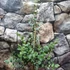 Kép 15/16 - Eucalyptus gunnii 'Blue Ice'