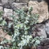 Kép 6/16 - Eucalyptus gunnii 'Blue Ice'