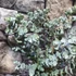 Kép 4/16 - Eucalyptus gunnii 'Blue Ice'