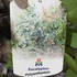 Kép 7/7 - Eucalyptus polyanthemos