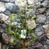 Kép 4/7 - Eucalyptus polyanthemos