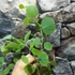 Kép 5/7 - Eucalyptus polyanthemos