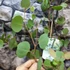 Kép 6/7 - Eucalyptus polyanthemos