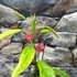 Kép 3/14 - Pavonia Multiflora