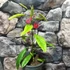 Kép 2/14 - Pavonia Multiflora