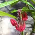 Kép 7/12 - Pavonia Multiflora