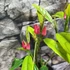 Kép 8/12 - Pavonia Multiflora