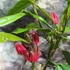 Kép 9/12 - Pavonia Multiflora