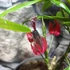 Kép 10/12 - Pavonia Multiflora