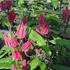 Kép 1/12 - Pavonia Multiflora