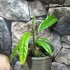 Kép 5/12 - Pavonia Multiflora