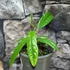 Kép 4/12 - Pavonia Multiflora
