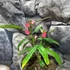 Kép 3/12 - Pavonia Multiflora