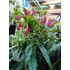 Kép 12/12 - Pavonia Multiflora