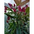 Kép 6/12 - Pavonia Multiflora