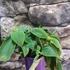 Kép 3/7 - Tibouchina Rich Blue