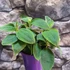 Kép 1/7 - Tibouchina Rich Blue