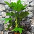 Kép 2/9 - Fatsia japonica