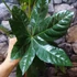 Kép 6/9 - Fatsia japonica