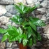 Kép 7/9 - Fatsia japonica