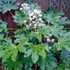 Kép 1/9 - Fatsia japonica