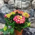 Kép 5/11 - Hydrangea Hot Red