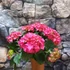 Kép 2/11 - Hydrangea Hot Red