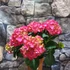 Kép 3/11 - Hydrangea Hot Red
