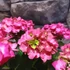 Kép 8/11 - Hydrangea Hot Red