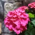 Kép 6/11 - Hydrangea Hot Red